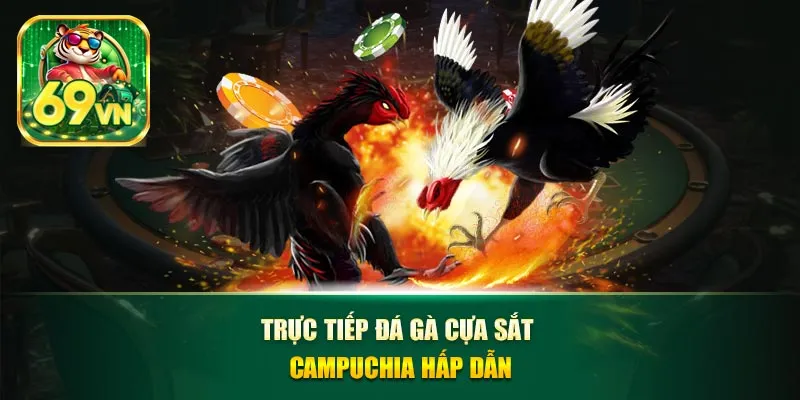 Trực tiếp đá gà cựa sắt campuchia hấp dẫn