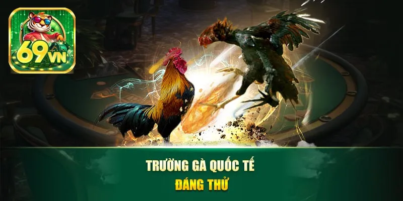 Trường gà quốc tế đáng thử
