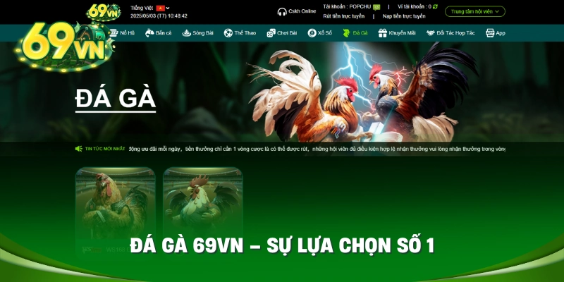 Đá gà 69vn – Sự lựa chọn số 1